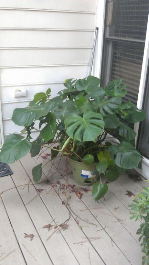 split leaf philodendron in n georgia can it survive the winter