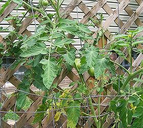 Why Are My Tomato Plants Dying? Hometalk
