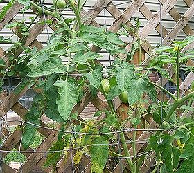 Why Are My Tomato Plants Dying? | Hometalk