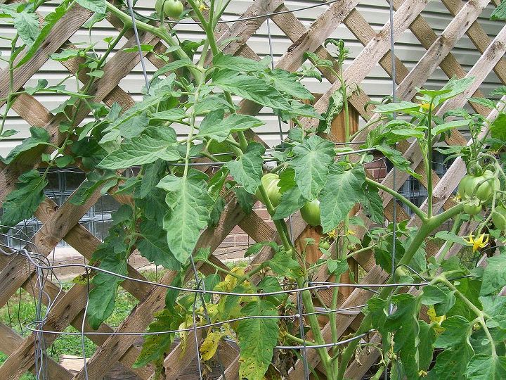 q why are my tomato plants dying, gardening
