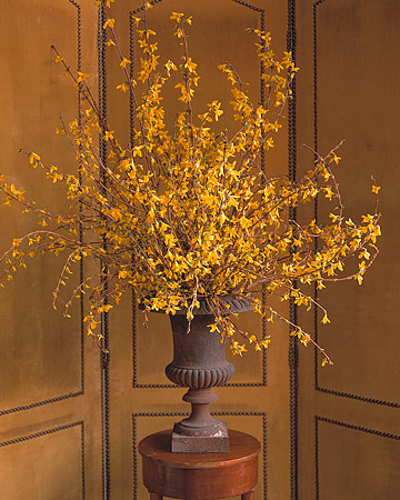 how to force branches for indoor spring beauty, gardening, home decor, Forsythia is probably the easiest to force all they need is some warmth to force them photo