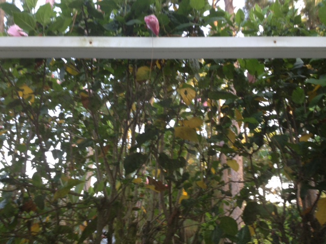 hibiscus leaves turning yellow