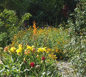 i garden with plants for wildlife and butterflies and native species that will thrive, flowers, gardening, outdoor living, ponds water features, daylilies in bloom