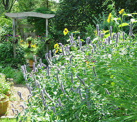 my garden, gardening, The garden in the backyard