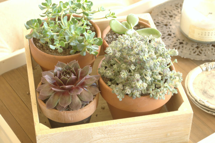 adding succulents to your home, flowers, gardening, succulents