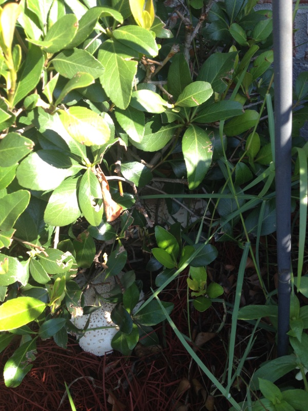 mushrooms, gardening