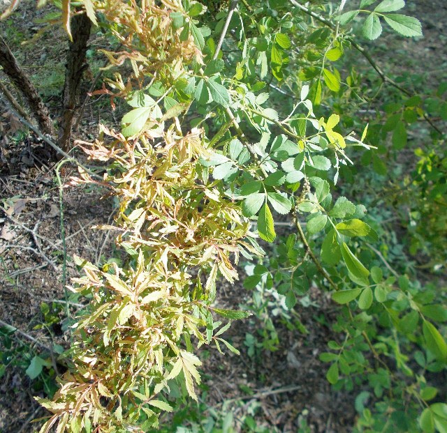 what is wrong with these climbing roses, gardening