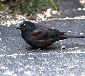 the loss of a visiting bird borrowed time, gardening, pets animals, A common grackle returns after a hiatus
