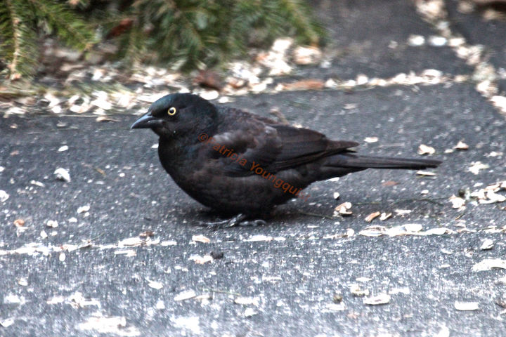 the loss of a visiting bird borrowed time, gardening, pets animals, A common grackle returns after a hiatus