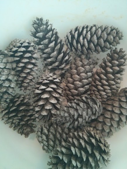 bleached pine cones, crafts, 1 Grab your pine cones and place them in a large bowl I did this in the sink