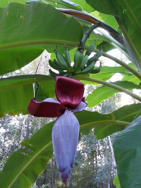 my banana tree has fruit, gardening