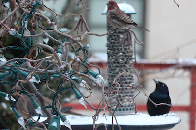 part 4 back story of tllg s rain or shine feeders, outdoor living, pets animals, Common Grackle Learns to USE Feeder by Observing Male House Finch View One Image seen