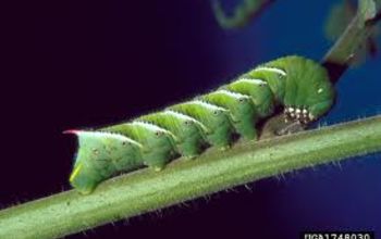 Learning About the Tomato Hornworm