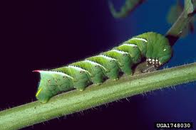 learning about the tomato hornworm, pets animals
