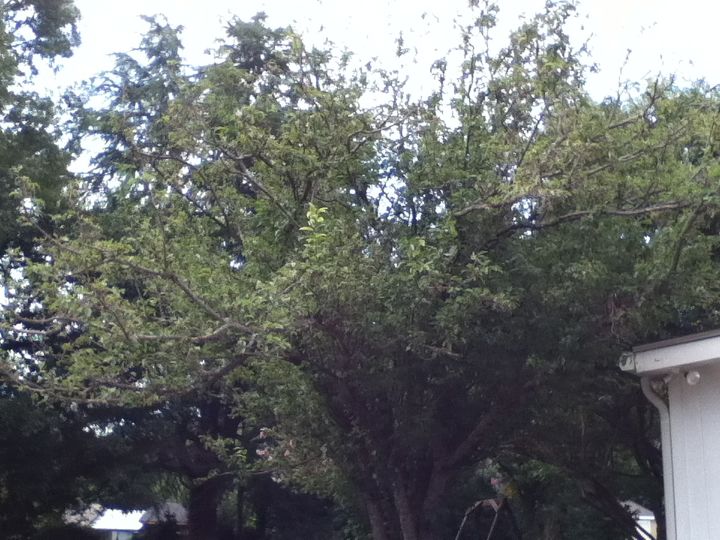 can anyone identify this tree i would appreciate it it is located very close to, gardening, 11 same tree
