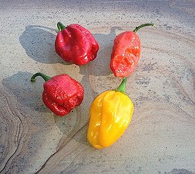 hottest peppers in the world, gardening, Hot peppers is whats for dinner