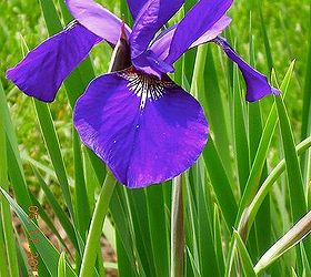 our yard amp outdoor projects, flowers, gardening, outdoor living, Bearded Iris