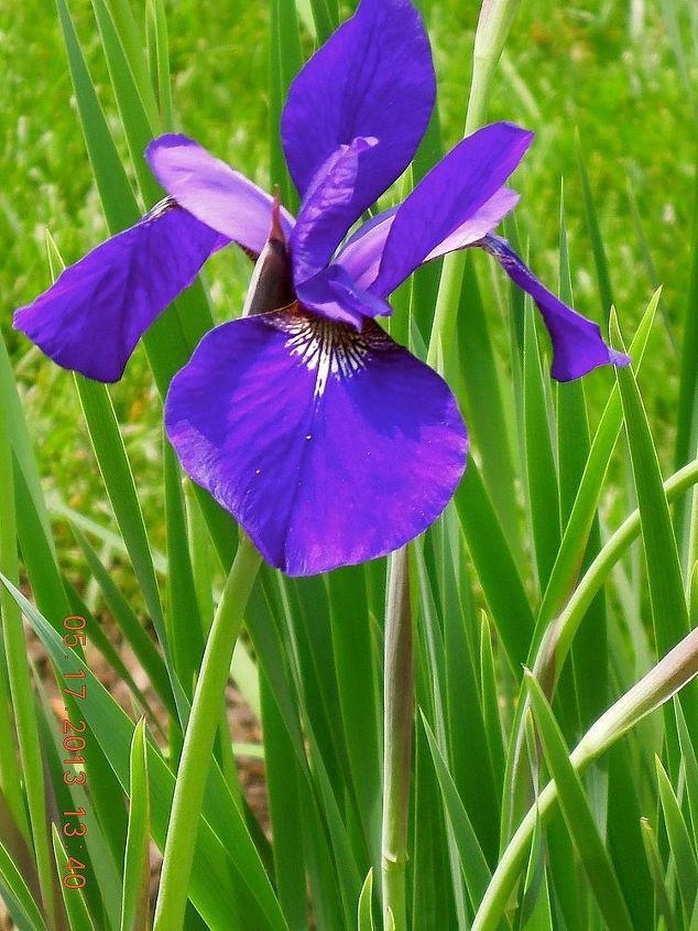 our yard amp outdoor projects, flowers, gardening, outdoor living, Bearded Iris