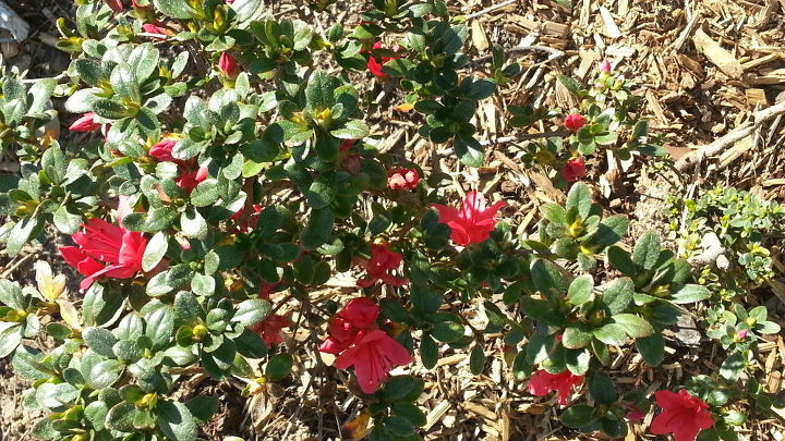 q friends its been a long time coming but look there are blooms forming on, gardening
