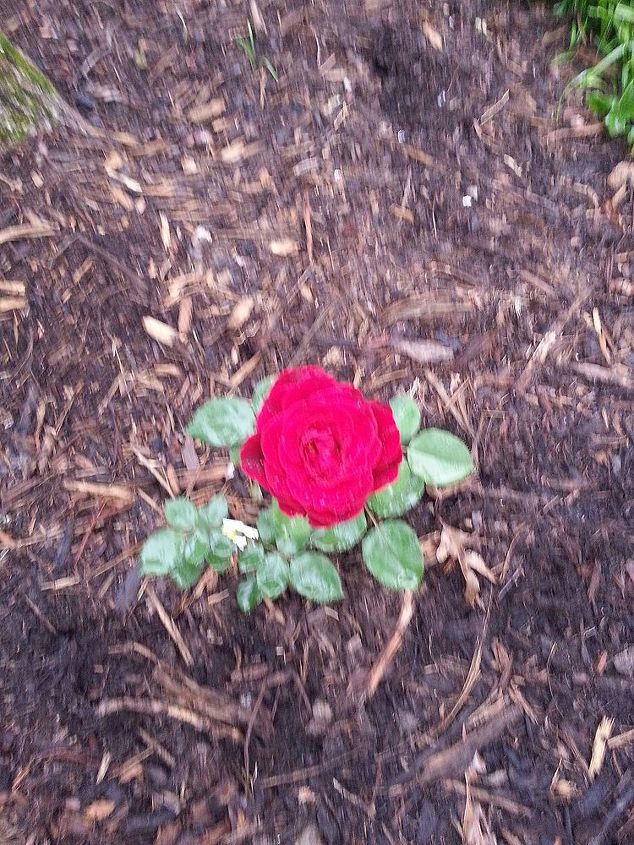 a random rose bush, gardening, Taken July 9 2013 only planted here month earlier and never had in the 3 prior years