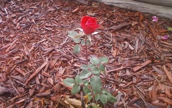Small Red Rose Bush