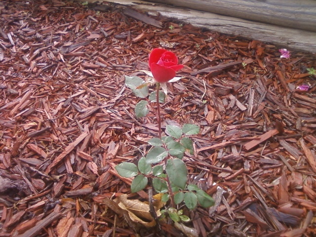 pequena roseira vermelha