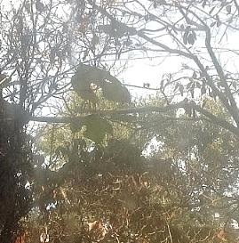 cundo es un buen momento para replantar, Foto mal tomada pero tomada desde mi ventana La hoja grande que sale del arbusto muerto es parte del rbol