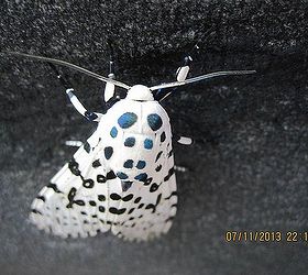 a black and white dots butterfly, pets animals, see those black dots blue from my camera flash