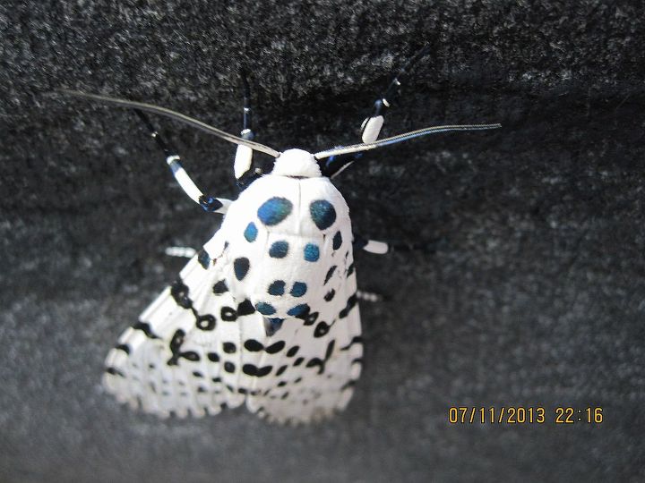 a black and white dots butterfly, pets animals, see those black dots blue from my camera flash