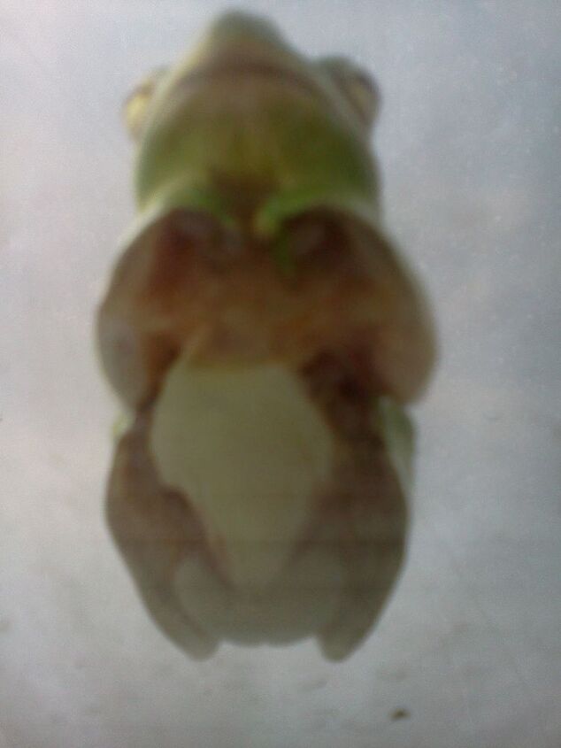 my week in the great outdoors, bottoms up frog as viewed from the other side of the window where he stuck himself