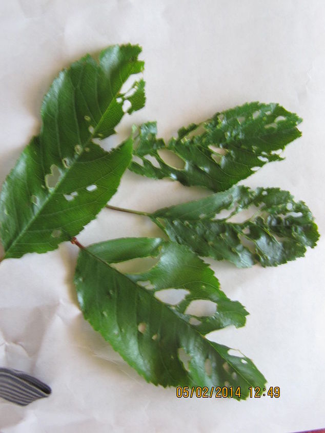 help somethings eating my plants, Edges and center of cherry tree leaves eaten