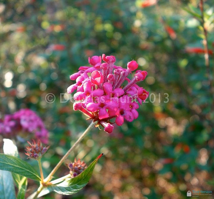 december garden blooms, flowers, gardening, hibiscus, Rondeletia leucophylla zones 9b 11