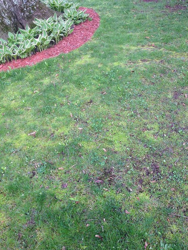 moss growing on my lawn, gardening, landscape, More moss