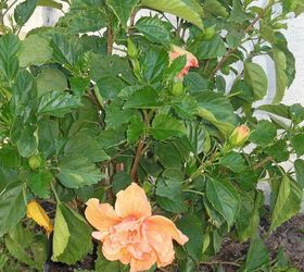 a labor of love, flowers, gardening, hibiscus, The culprit of the broken sprinkler line a pretty new Jane Cole Hibiscus 9 10 13