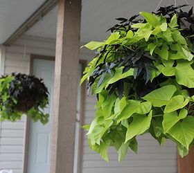 easy fall hanging baskets that you plant in spring, gardening, Black and Green Ipomea