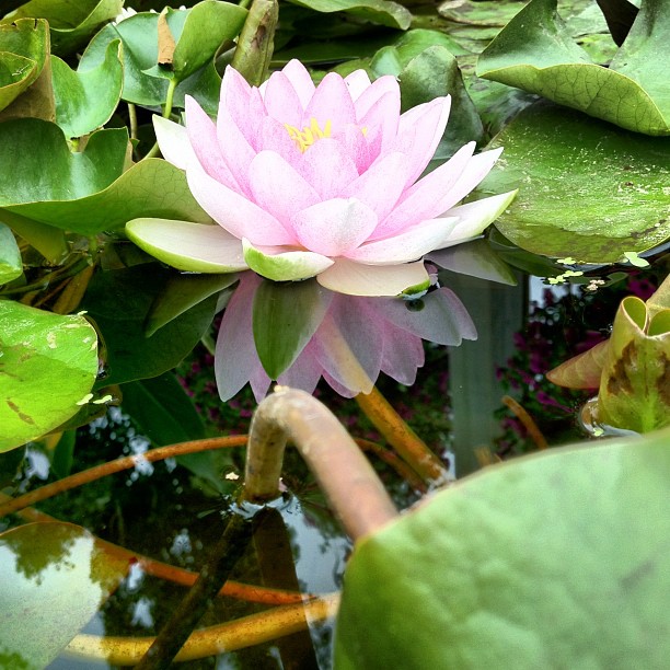 aquatic plants inspiration gallery, gardening, ponds water features, Water Lily