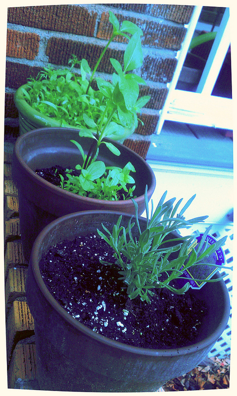 my little potted garden, flowers, gardening, Newly planted lavender and flowers