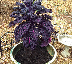 the color purple monochromatic edible container garden, container gardening, flowers, gardening, Start with the biggest plants first I placed the Red Bor Kale at the back of the pot leaving the entire front open for thrillers fillers and trailers Add soil around the plants as you put them in the planter It s easier