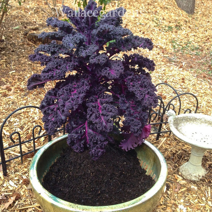 the color purple monochromatic edible container garden, container gardening, flowers, gardening, Start with the biggest plants first I placed the Red Bor Kale at the back of the pot leaving the entire front open for thrillers fillers and trailers Add soil around the plants as you put them in the planter It s easier