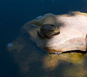 making an inexpensive garden pond, outdoor living, perennial, ponds water features, I found the frog photo Cute little guy isn t he BTW we have a recirculating pump in the bottom of the pond and a hose that runs next to the stream to the top to create the stream and waterfalls
