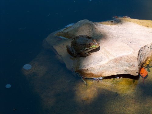 making an inexpensive garden pond, outdoor living, perennial, ponds water features, I found the frog photo Cute little guy isn t he BTW we have a recirculating pump in the bottom of the pond and a hose that runs next to the stream to the top to create the stream and waterfalls
