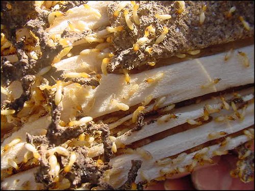 difference between termites and ants, pest control