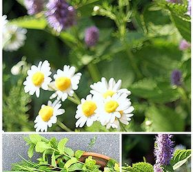 grow your own perennial container herb garden, container gardening, flowers, gardening, perennials, Choose your plants based on what you think you will love and use You may also want to check with your local nursery and neighbors to see what is a popular choice for your area