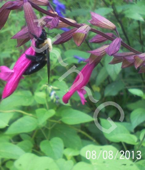 just some of the flowers in our yard, flowers, gardening, Wendy s Wish Salvia