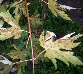 what s wrong with my tree, gardening, close up of diseased leaves