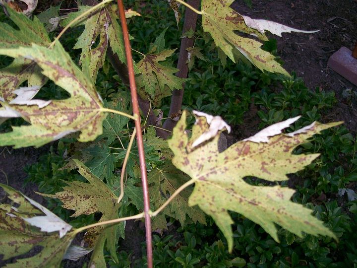 what s wrong with my tree, gardening, close up of diseased leaves
