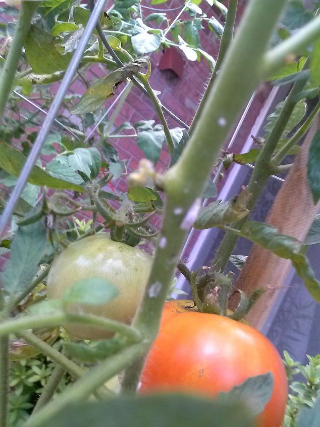 q sos for my tomato plants, gardening, These white spots range in size and shape the largest being about 1 8 long