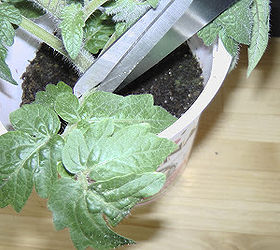 growing tomatoes from cuttings, gardening, But a single leaf will do too Just cut them gently off not to damage the plant