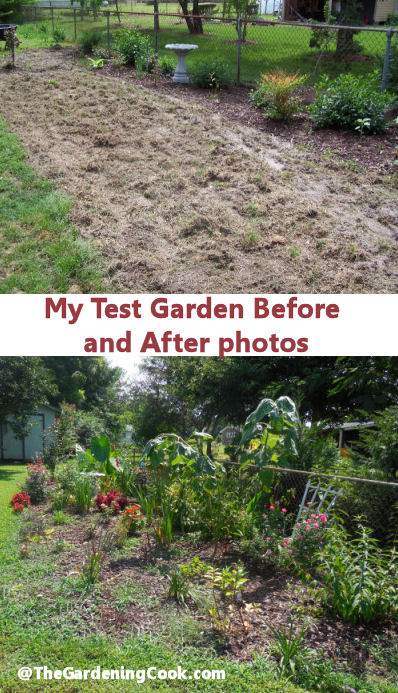 the gardening cook is part of a 12 garden hop, flowers, gardening, Before and after on my test garden