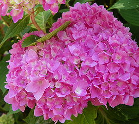 q what should i do to my hydrangeas, flowers, gardening, hydrangea, Look how Beautiful they looked